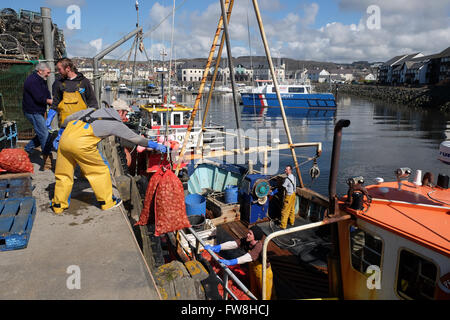 Aberystwyth, Ceredigion, Wales - Küstenfischer Landung Taschen von Wellhornschnecken an der Hafen-Kai Stockfoto