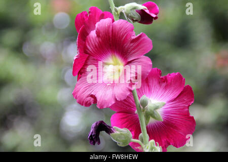 Alcea Rosea, gemeinsame Stockrose rot blühenden, hohen ornamentalen Kraut mit großen gelappten Blättern und fast 10 cm Durchmesser Blumen Stockfoto