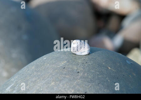 Eine Schnecke sitzt ganz still auf einem Felsen in der Sonne Stockfoto