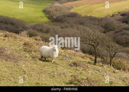 Cornwall Landschaft England UK mit einem Schaf in einem Feld Stockfoto