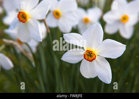 Klein, Narzisse oder Narzisse blüht Shwoing ein tief gelb orange Center und weißen Blütenblättern. Stockfoto