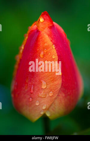 Detail mit geringen Schärfentiefe einer tief bunte Tulpe Blüte, die zarten Blütenblätter gewellt um einander und Tropfen Feuchtigkeit auf der Oberfläche dieser klassische Feder Zeit Garten Blume zeigt hautnah. Stockfoto