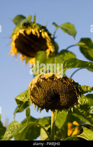 Große Sonnenblume Blüten oder Blütenstände hängend in der Herbstsonne, wie sie ihre Blätter verlieren und beginnen zu sterben. Stockfoto