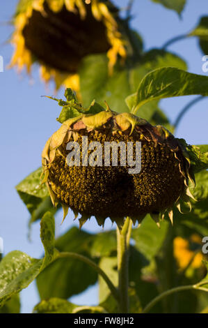 Große Sonnenblume Blüten oder Blütenstände hängend in der Herbstsonne, wie sie ihre Blätter verlieren und beginnen zu sterben. Stockfoto