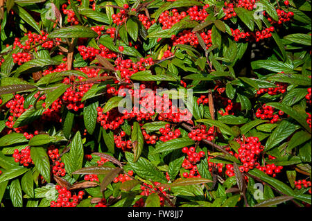 Detail von einem großen Strauch mit leuchtend roten Beeren Tat ziehen