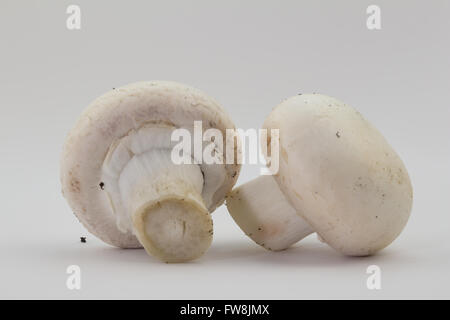 Foto von zwei ganze Champignons mit Bits von Kompost isoliert auf weißem Hintergrund Stockfoto