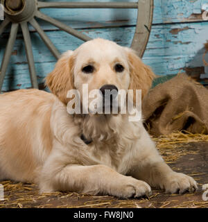 Golden Retriever Welpe Stockfoto