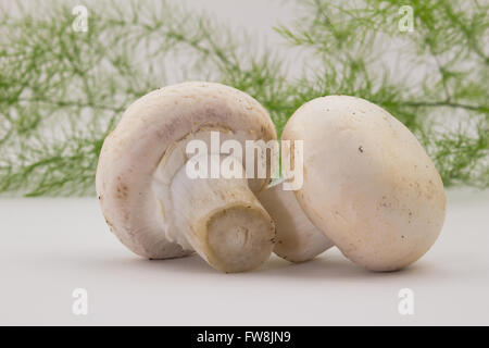 Foto von zwei ganze Taste Pilze isoliert auf weiss mit Farn im Hintergrund Stockfoto