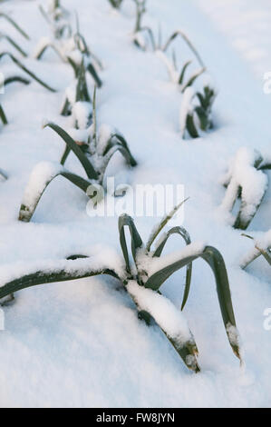 Kleine Blätter und Wedel des Gemüses, Lekk durchscheinen der gefrorenen und Schnee beklebt auf einer Zuteilung Boden, wie es scheint eine der wenigen Pflanzen durch die weiße Decke zu sehen sein. Stockfoto