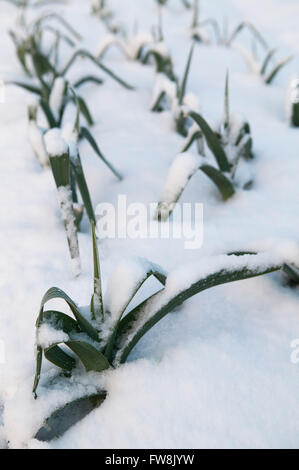 Kleine Blätter und Wedel des Gemüses, Lekk durchscheinen der gefrorenen und Schnee beklebt auf einer Zuteilung Boden, wie es scheint eine der wenigen Pflanzen durch die weiße Decke zu sehen sein. Stockfoto