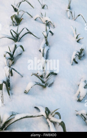 Kleine Blätter und Wedel des Gemüses, Lekk durchscheinen der gefrorenen und Schnee beklebt auf einer Zuteilung Boden, wie es scheint eine der wenigen Pflanzen durch die weiße Decke zu sehen sein. Stockfoto