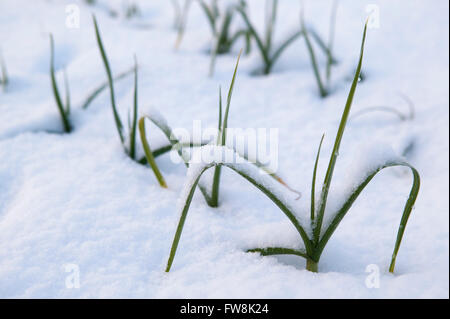 Kleine Blätter und Wedel des Gemüses, Lauch durchscheinen der gefrorenen und Schnee beklebt auf einer Zuteilung Boden, wie es scheint eine der wenigen Pflanzen durch die weiße Decke zu sehen sein. Stockfoto