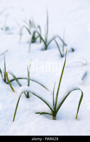 Kleine Blätter und Wedel des Gemüses, Lekk durchscheinen der gefrorenen und Schnee beklebt auf einer Zuteilung Boden, wie es scheint eine der wenigen Pflanzen durch die weiße Decke zu sehen sein. Stockfoto