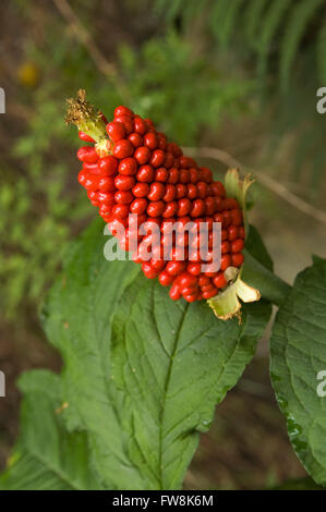 Jack-in-the-pulpit Stockfoto