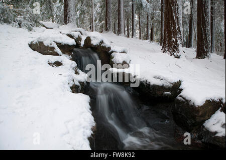 Ein kleiner Bach, taumeln, einen Hang hinunter und durch eine Schnee bedeckt Wald, der Boden des Holzes ist dick mit einer Decke aus Schnee in diesem Winterlandschaft und der Fluss rollt bergab durch einen felsigen Tropfen und erscheint verschwommen mit der Bewegung des Wassers. Stockfoto