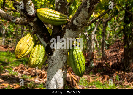 Kakaobäume in Indonesien Stockfoto