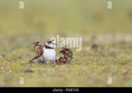 Kleine Flussregenpfeifer-Regenpfeifer (Charadrius Dubius), Erwachsene Wader Vogel in typischen Lebensraum, ein Jungtier unter seinen Bauch Gefieder Aufwärmen. Stockfoto