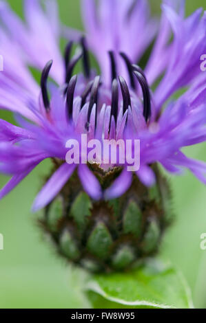 Der Mais Blume oder Centaurea Montana, eine mehrjährige Pflanze. Stockfoto