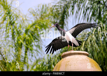 White-bellied Storch (Ciconia Abdimii) auf Glas öffnen Flügel Stockfoto