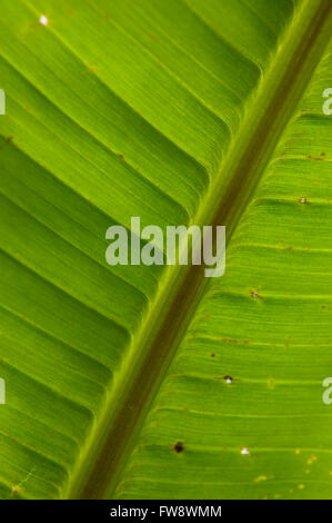 A das Blatt von der riesigen Bananenstaude Musa Basjo zeigt im Detail die Venen und Struktur, um das Blatt als Licht es von hinten durchscheint Nahaufnahme und auf ihm bilden die Front. Stockfoto