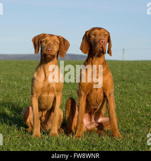 Magyar Vizsla Drahthaar Stockfoto