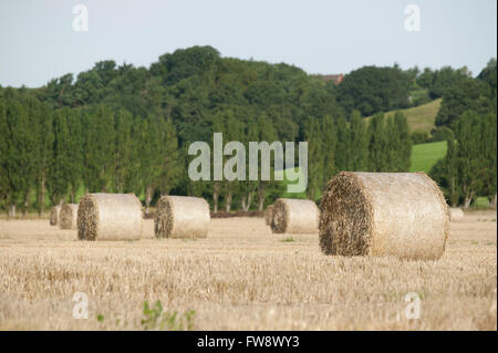 Rundballen Heu oder Stroh nach der Ernte der Dcrop links in das Feld für die Sammlung. Stockfoto