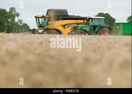 Ein Mähdrescher und Traktor arbeiten gemeinsam an einer britischen Farm während der Erntezeit, Mais oder Weizen geerntet und der Samen ist dann Transeferd an den Anhänger am Traktor. Stockfoto