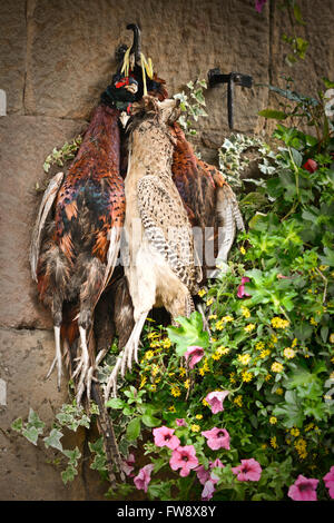 Wildgeflügel, Fasane, hängend Stockfoto