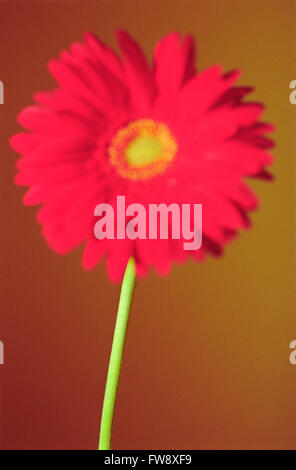 Ein Close up und sehr abstrakt Blick auf eine Gerbera eine Art große Daisy Blume oder Blüte. Stockfoto