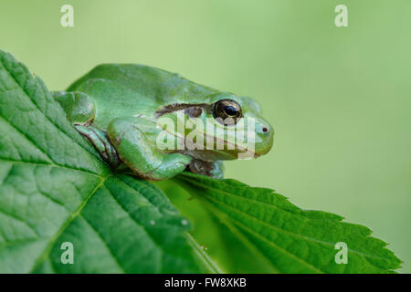 Europäischer Laubfrosch / Europaeischer Laubfrosch (Hyla Arborea), im typischen ruhen Pose auf einem Blackberry-Blatt sitzen. Stockfoto