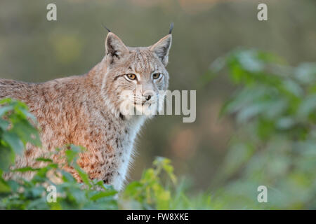 Eurasischer Luchs (Lynx Lynx), erwachsenes Tier, halb versteckt hinter Büschen, in ein Spotlicht, umgeben von grünen Büschen stehen. Stockfoto