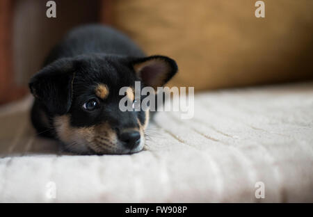 traurig Shiba Inu auf Bett Stockfoto