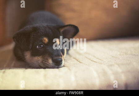 traurig Shiba Inu auf Bett, Vintage-Effekt, Stockfoto