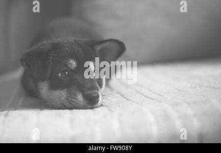 traurig Shiba Inu auf Bett, schwarz-weiß, geringer Kontrast Stockfoto