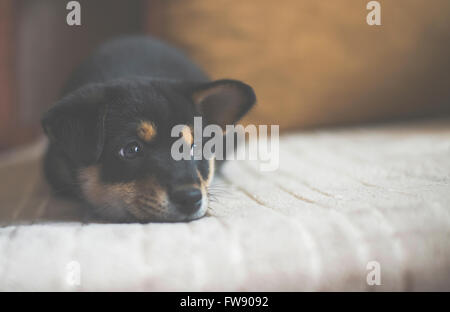 traurig Shiba Inu auf Bett, Vintage-Effekt, geringer Kontrast Stockfoto