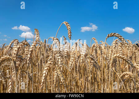 Hell braun, Reife Ähren in Nahaufnahme vor einem blauen Himmel mit kleinen weißen Wolken. Stockfoto