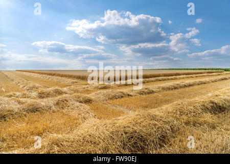 Reihen von Stroh auf einem Stoppelfeld vor teilweise bereits abgeernteten Weizenfeld. Mit einem blauen Himmel mit Wolkengebilde genommen. Stockfoto