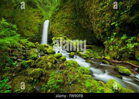 Ein schwer zu erreichende und entfernten Wasserfall im Hinterland von der Columbia River Gorge, Oregon, USA. Stockfoto