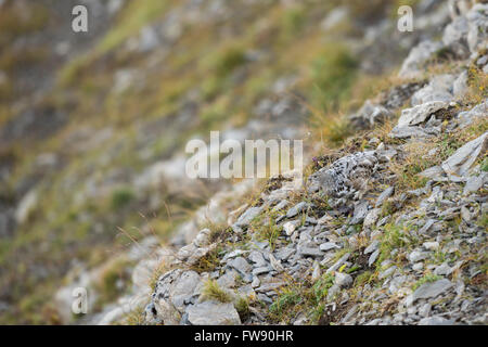 Ptarmigan Rock / Alpenschneehuhn (Lagopus Muta), Erwachsene in braun Sommer Gewand, perfekte Tarnung im natürlichen Lebensraum. Stockfoto