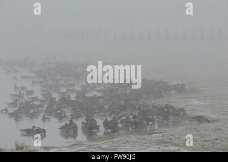 Weiße fronted Gänse (Anser Albifrons), Herde von arktischen Wintergäste, Ruhe am Rande eines Gewässers, kalten, nebligen Morgen Stockfoto