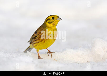 Goldammer / Goldammer (Emberiza Citrinella) sitzen auf Schnee bedeckten Boden, um sorgfältig, in typische Verhalten beobachten. Stockfoto