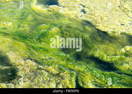 grüne Algen Muster auf dem Wasser Stockfoto