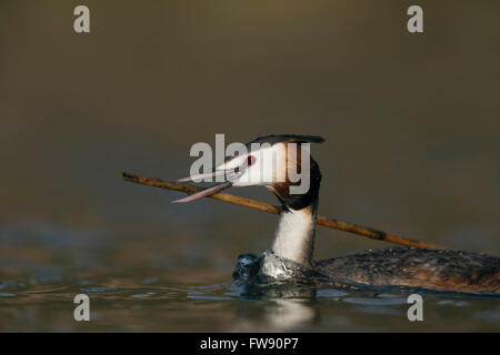 Großkäppchen (Podiceps cristatus), Erwachsener in Zuchtkleidung, mit Schilfstock, Nistmaterial, Wildtiere, Europa. Stockfoto