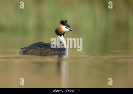 Haubentaucher (Podiceps Cristatus), einen Erwachsenen im Zucht-Kleid, schwimmt auf ruhigem Wasser, schöne Reflexionen, vernally Farben. Stockfoto