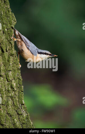 Eurasische Kleiber (Sitta Europaea) in typischen Pose, Klettern nach unten auf eine Eiche, etwas zu Essen in seinem Schnabel hält. Stockfoto