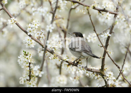 Männliche Mönchsgrasmücke / Moenchsgrasmuecke (Sylvia Atricapilla) sitzen in weiß blühende Weißdorn, rückblickend über seine Schulter. Stockfoto