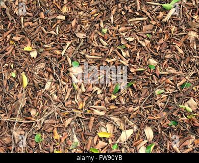 Der Boden eines Waldes ist mit Laub und Reisig bedeckt. Stockfoto