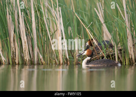 Ein paar der Great Crested Haubentaucher / große Haubenmeisen / Haubentaucher (Podiceps Cristatus) nistet in einem Schilfgürtel. Stockfoto