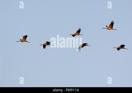 Kraniche (Grus Grus), Herde von jungen und Erwachsenen zusammen, während der Migration, im Flug Bildung gegen blauen Himmel. Stockfoto