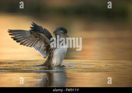 Mandarinente (Aix Galericulata), ziemlich weiblich, Aufbäumen hoch aus dem Wasser seine Flügel in schönes goldenes Licht ausbreitet. Stockfoto